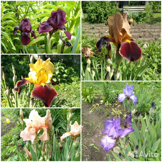 Ирис, безвременник, хоста