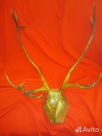 Рога оленя