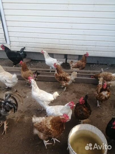 Куры на мясо