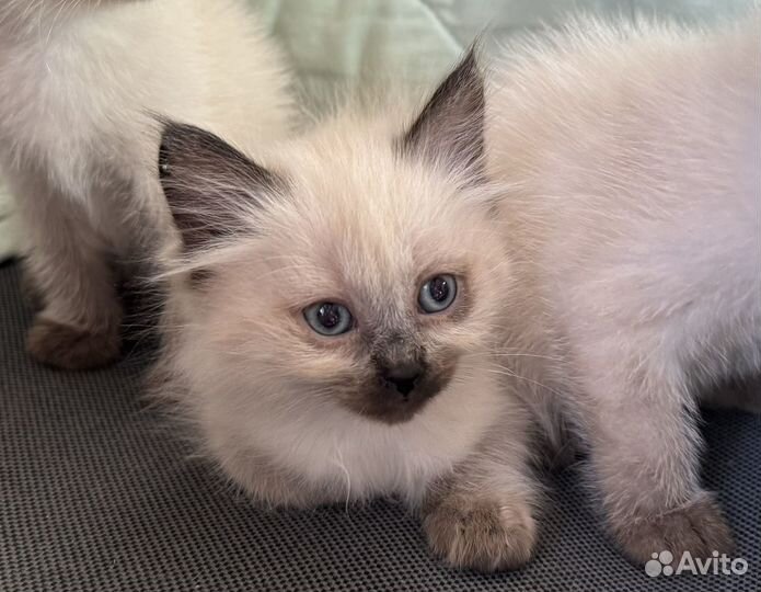 Сиамские котята