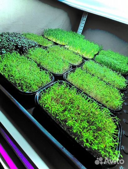 Микрозелень