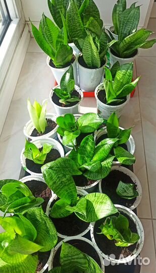 Сансевиерия