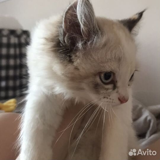 Пушистый котёнок