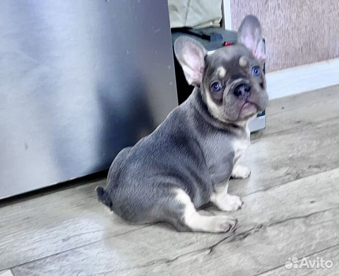 Французики