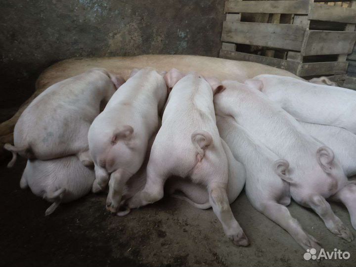 Поросята