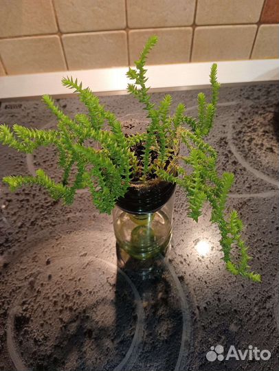 Комнатные растения