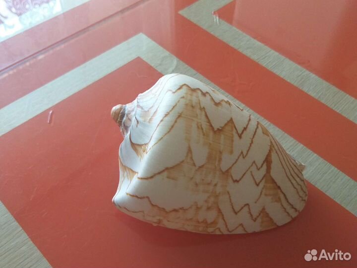 Большая ракушка