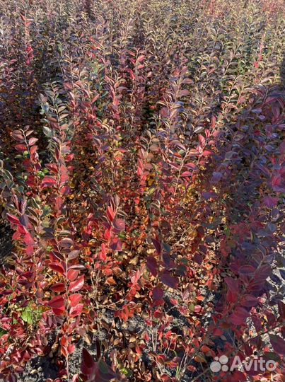 Саженцы кизильник блестящий