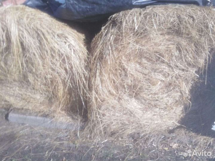 Продаётся сено луговое круглые большие тюки
