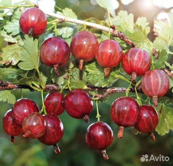 Жимолость, крыжовник без шипов, йота