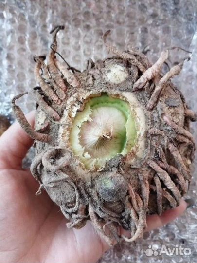 Аморфофаллус титанический