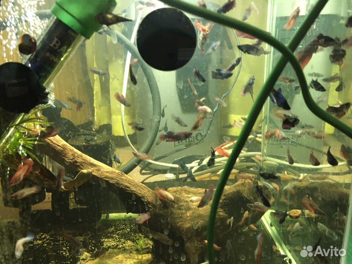 Рыба петушок