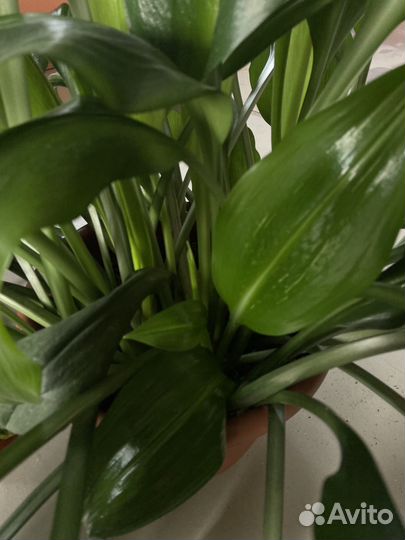 Комнатные цветы