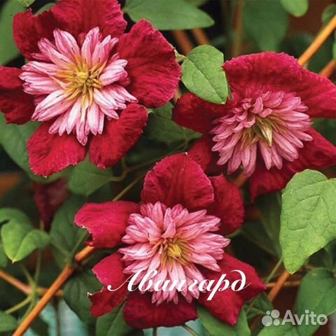 Клематисы.Княжики