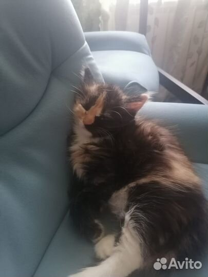 Отдам бесплатно