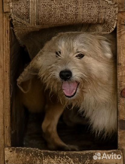 Собака в добрые руки