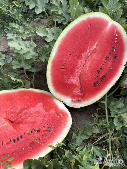 Арбузы