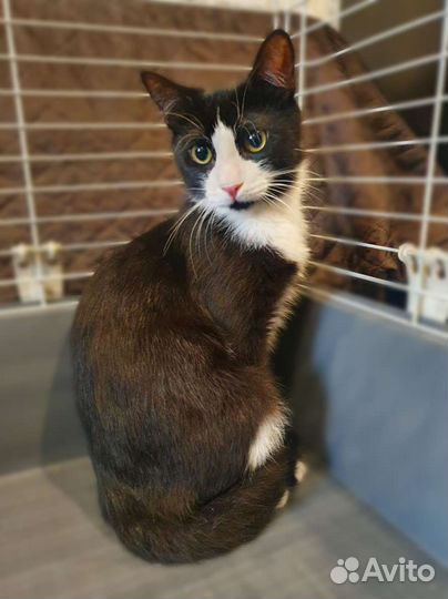 Скромный котенок