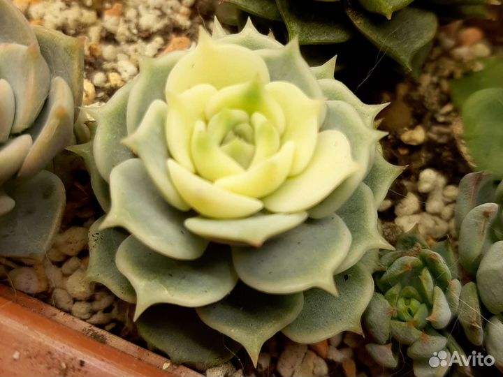 Суккуленты