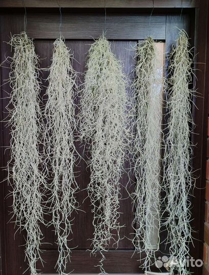 Тилландсия уснеевидная