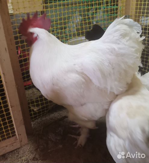 Инкубационное яйцо породистых кур