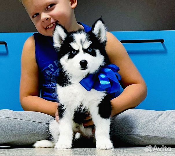 Хаски Щеночки Разных Окрасов