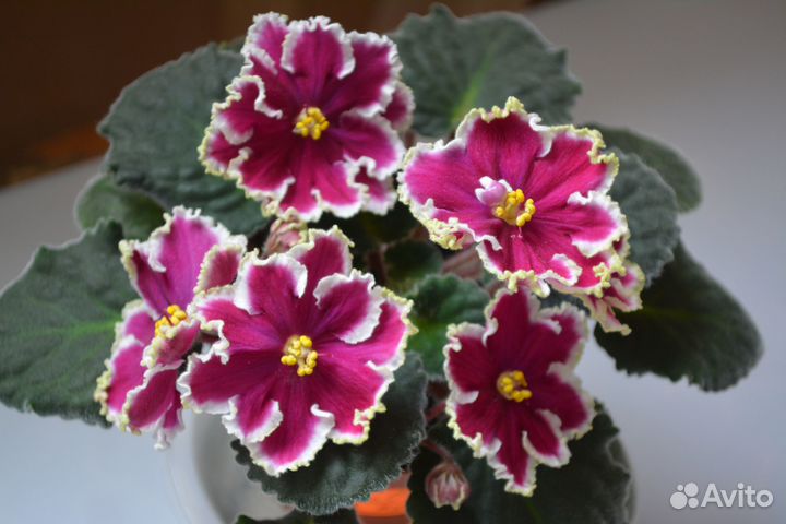 Сортовые фиалки