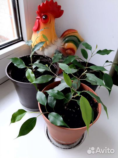 Фикус бенджамина