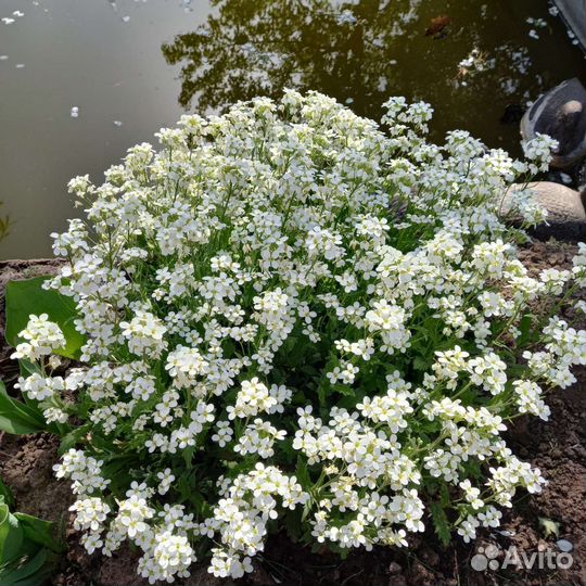 Тимьян ползучий,орегано и другие