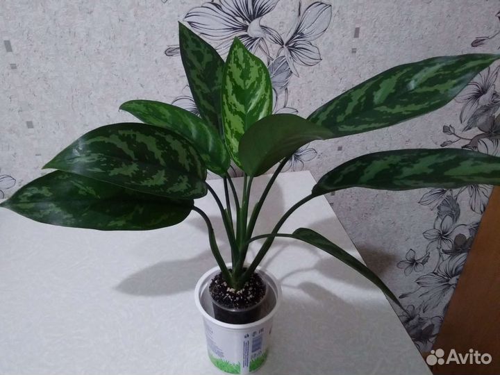 Аглаонема,отростки