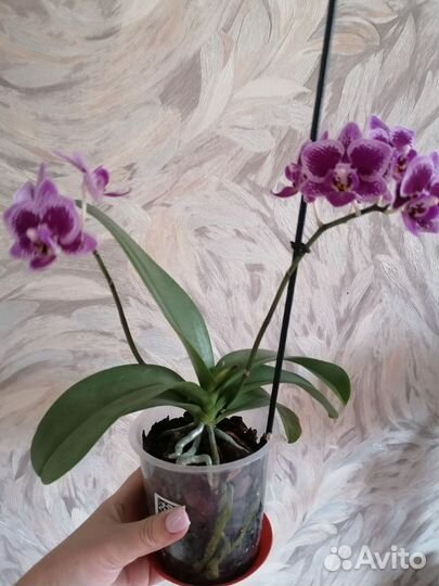 Орхидея фаленопсис бронь
