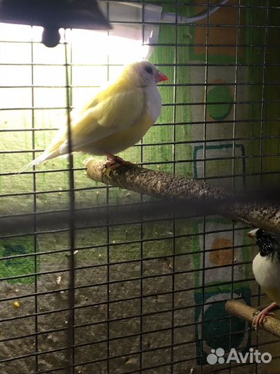 Амадин Гульда