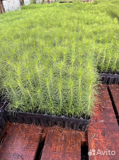 Сеянцы Сосна с зкс и окс Ель Лиственница Кедр