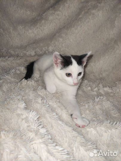 Котята в добрые руки бесплатно