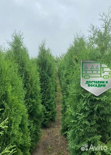 Туя Колумна