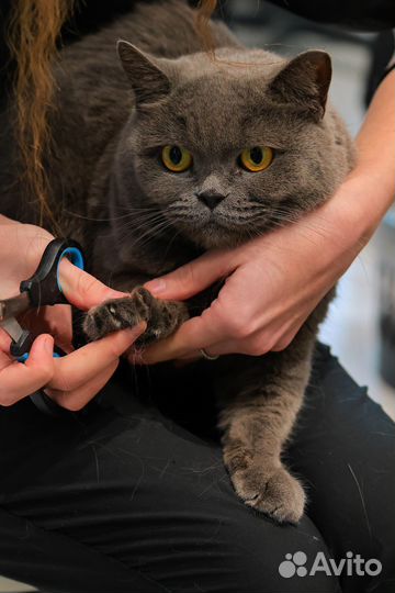 Подстричь собаку или кошку, вычесать, груминг