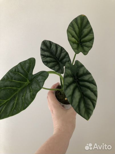 Алоказия синуата (клубни)