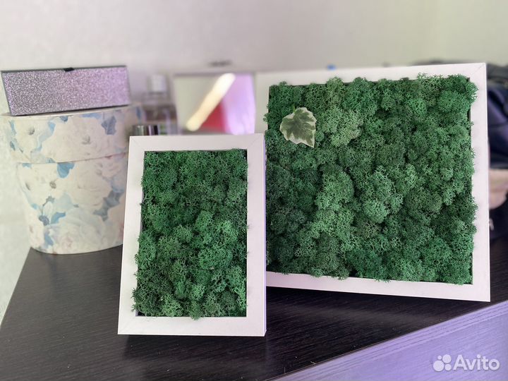 Стабилизированный мох в Самаре в наличии