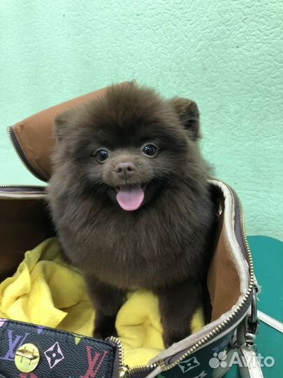 Вязка, ищем невесту