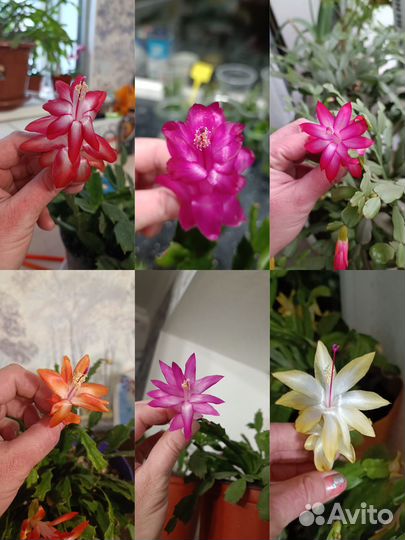 Шлюмбергеры сортовые