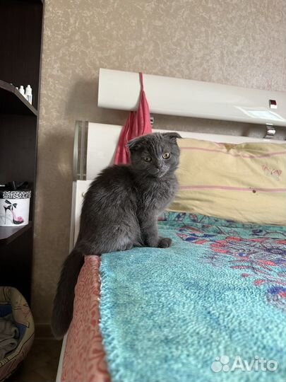 Британская вислоухая кошка