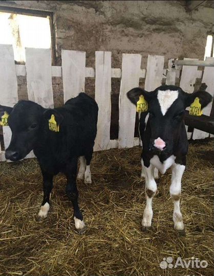 Телята бычки