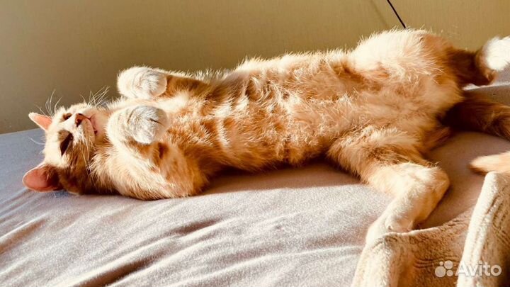 Кот ищет дом