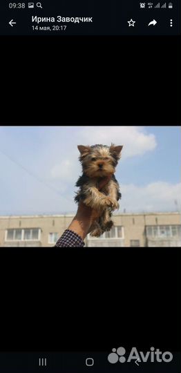 Йоркширский терьер мини беби фейс щенки