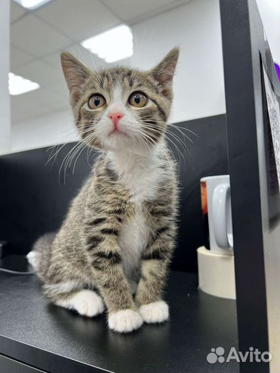 Котенок мальчик 3-3,5 мес