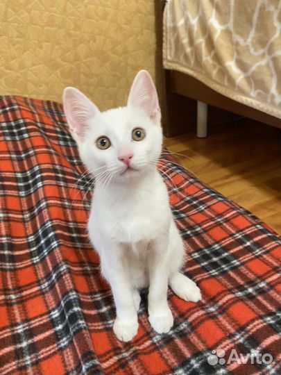 Котенок