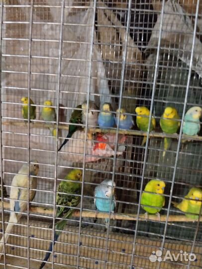 Волнистый попугай