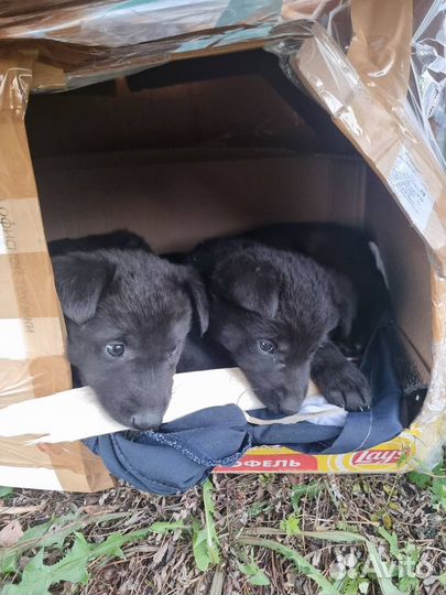 Собака мальчик