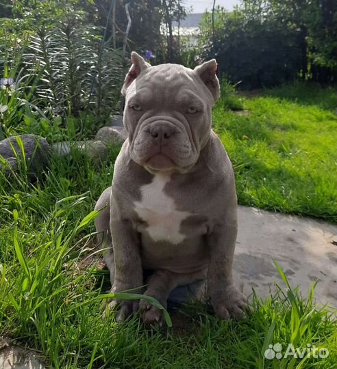 Американский булли