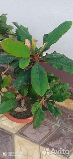 Комнатные цветы молочай